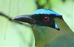 Andean Motmot